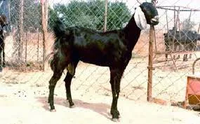 Jakhrana — Goat breed