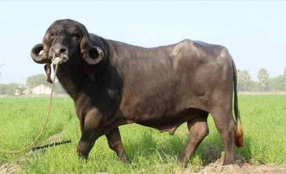 जाफ़राबादी — भँइस breed