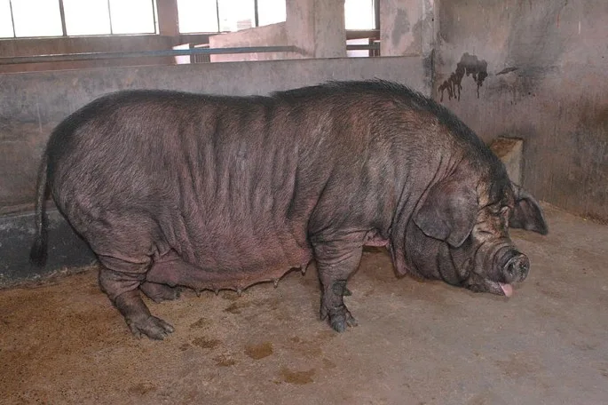 घुंघरू — सूअर breed