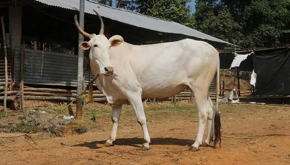 Hallikar — Cattle breed