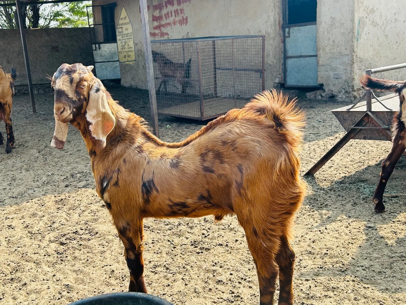 Sirohi — Goat breed