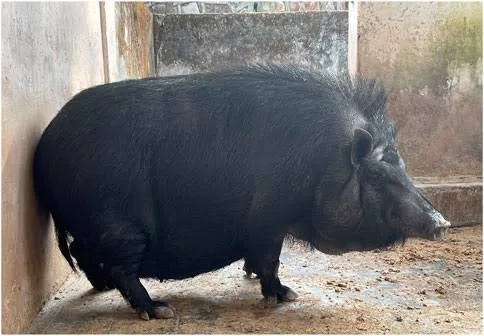 ज़ोवाक — सूअर breed