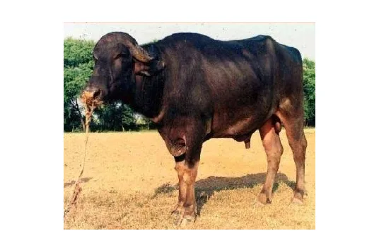 भदावरी — भँइस breed