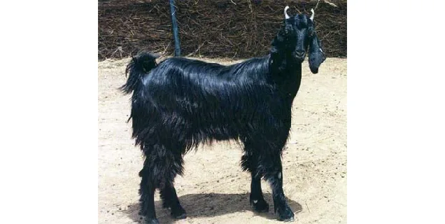 Marwari — Goat breed