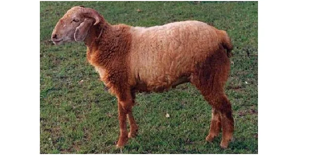 Mandya — Sheep breed