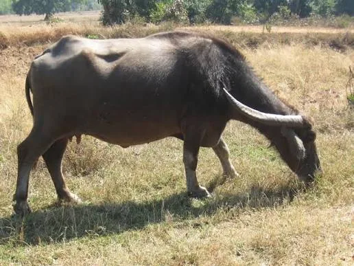 चिलिका — भँइस breed