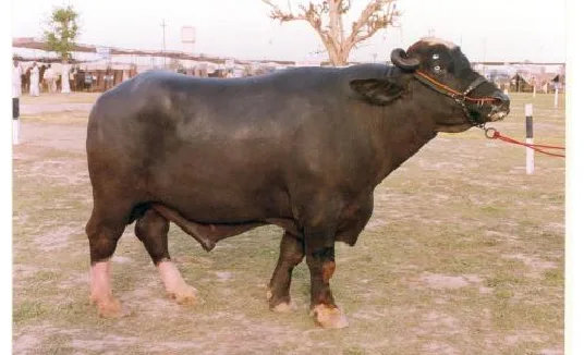 नीली-रावी — भँइस breed