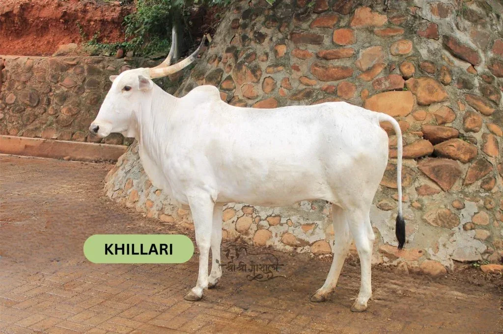 Khillari — Cattle breed