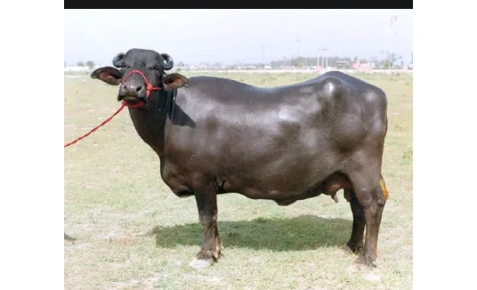 मुर्रा — भँइस breed