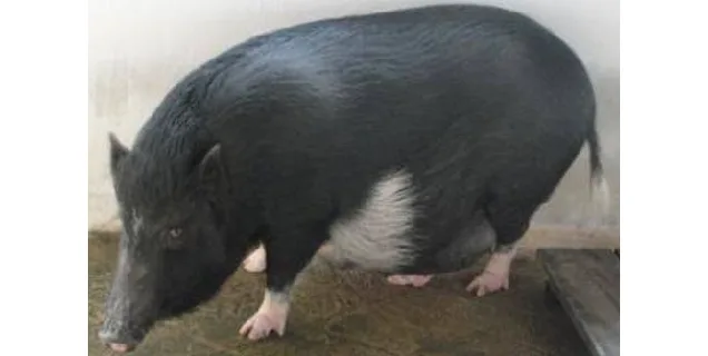 नियांग मेघा — सूअर breed