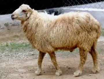 Marwari — Sheep breed