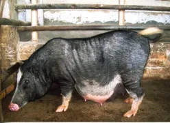 तेन्यी वो — सूअर breed