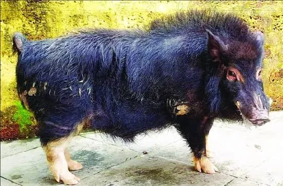 पूर्णिया — सूअर breed