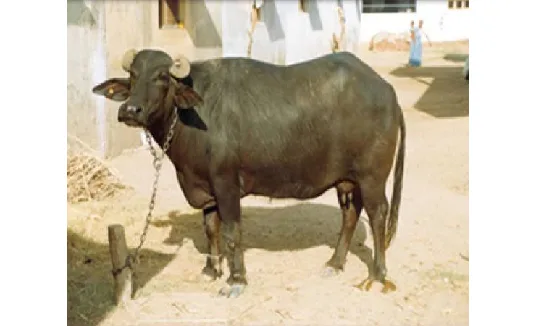मेहसाणा — भँइस breed