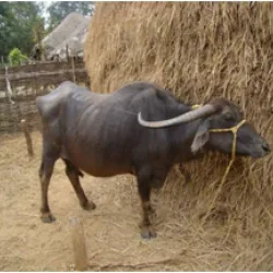 कालाहांडी — भँइस breed