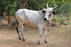 Deoni — Cattle breed