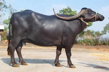 पंढरपुरी — भँइस breed