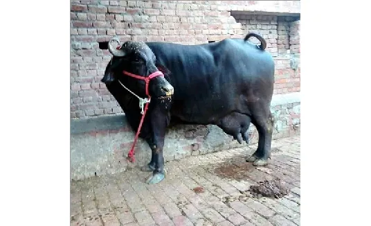बन्नी — भँइस breed
