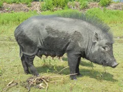 डूम — सूअर breed