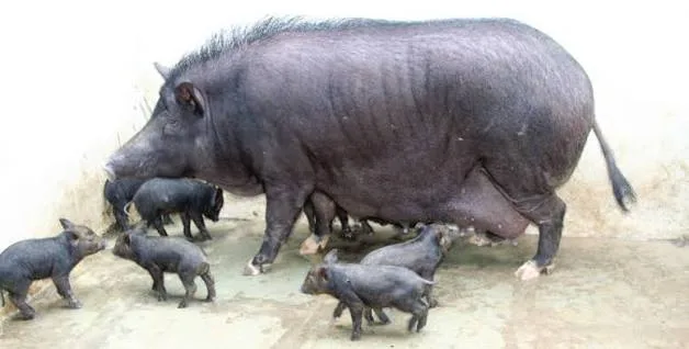अगोंडा गोअन — सूअर breed