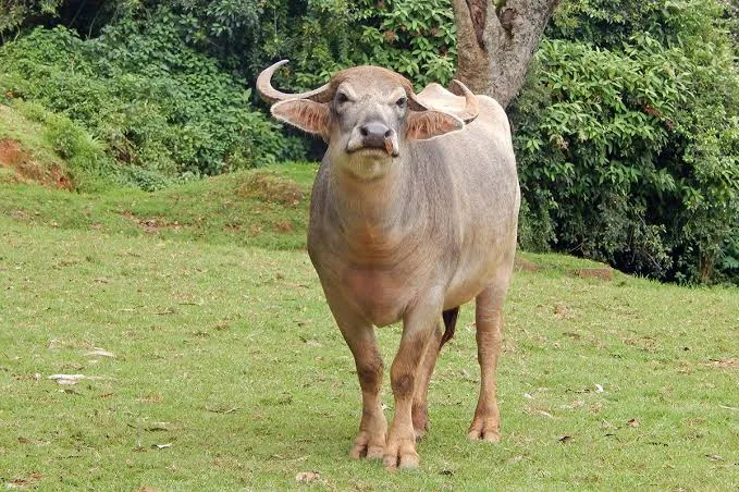 टोडा — भँइस breed