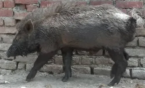 घुर्राह — सूअर breed