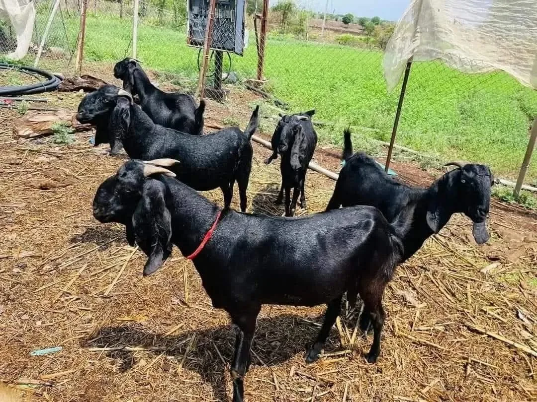 Beetal — Goat breed