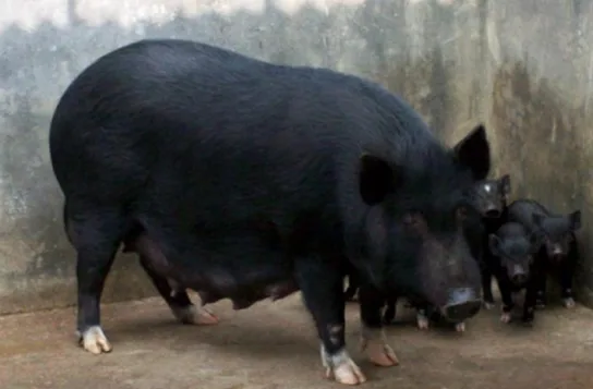 माली — सूअर breed